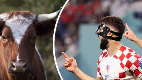 Гвардиол вол