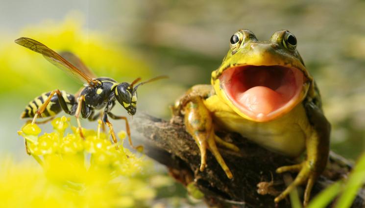 оса жаба - РАЗМЕРЪТ НЯМА ЗНАЧЕНИЕ: Мъжки оси развяват достойнство пред гладни жаби