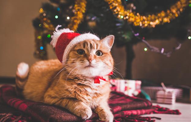 котка Коледа