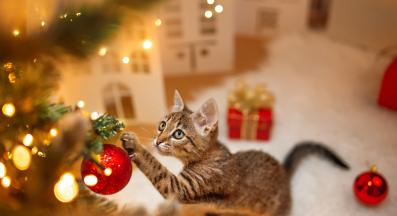 котка Коледа