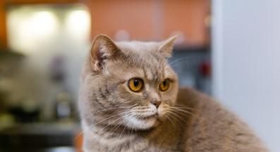 котка у дома