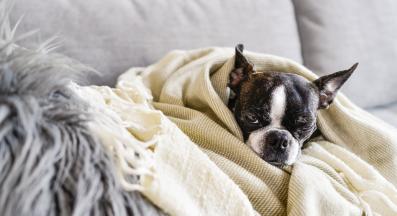 куче одеяло