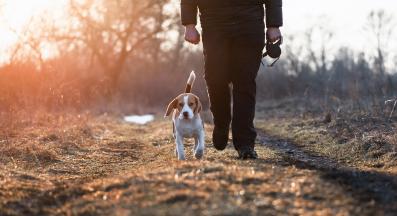 куче разходка парк