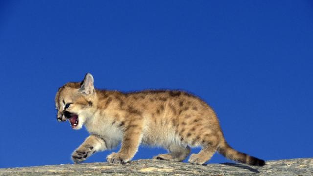 Малка болна пума беше спасена в Калифорния