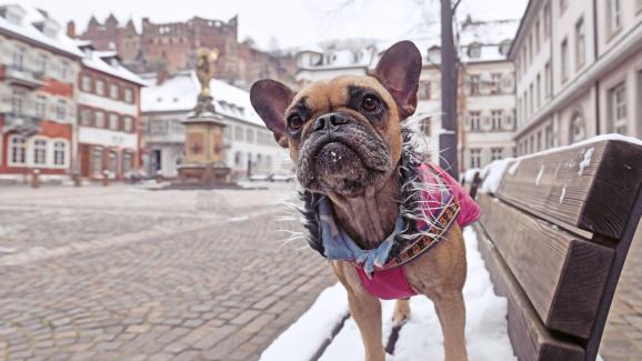 3 неща, които експертите искат да знаете за грижите за кучетата през зимата