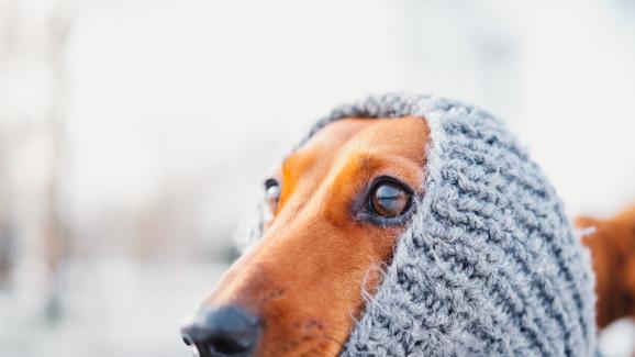 7 митове и факти за палтата и зимните дрешки за кучета