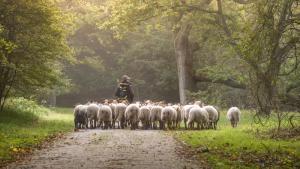 Труп на млад мъж е открит от овчар в село