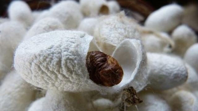 Дялани каменни пашкули на 6000 години откриха в Китай