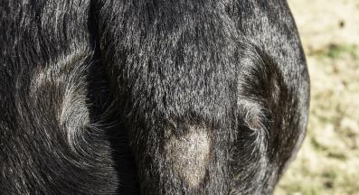 куче опашка