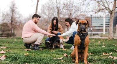 куче стопанин