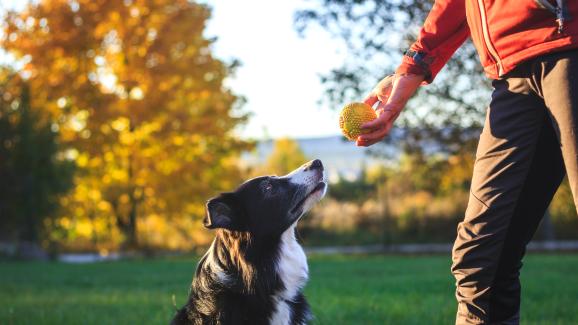 7 стъпки за подобряване на увереността на кучето ви
