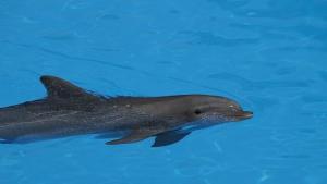 Бутилконос делфин измина рекордно разстояние за своя вид като преодоля