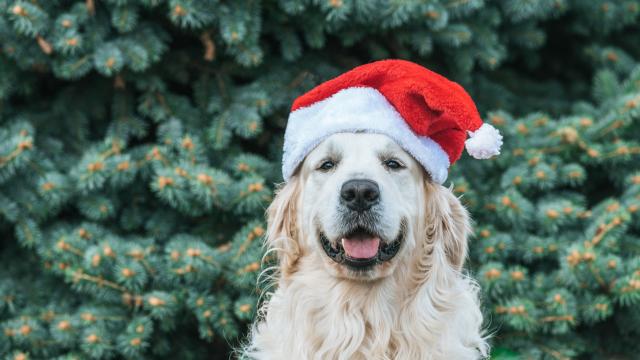 Опитомяването на кучетата е променило цвета на очите им