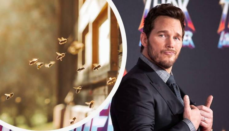 крис прат - НЕ ПРАВЕТЕ ТОВА! Пчела обезобрази Крис Прат (ВИДЕО)