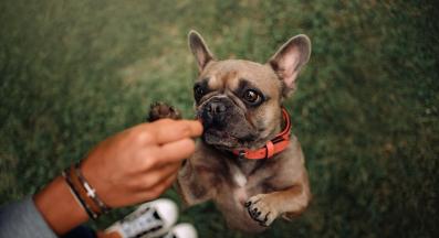 куче дресура