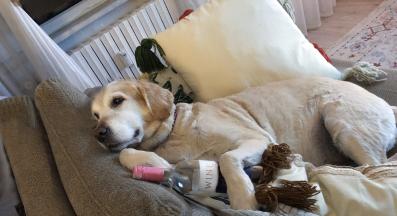 куче алкохол