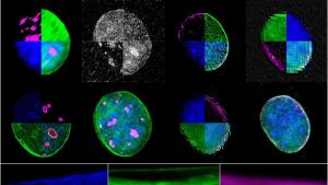 Гръцки изследователи от Института за молекулярна биология и биотехнология към