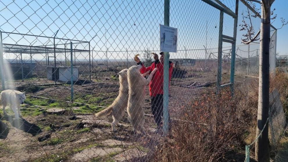  животни Бургас акция 