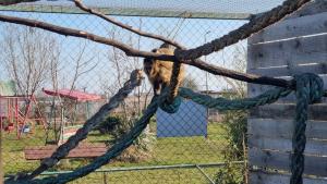 Бургаският зоопарк подема нова кампания Осинови животно Причината е че