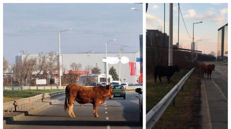 говеда летище път