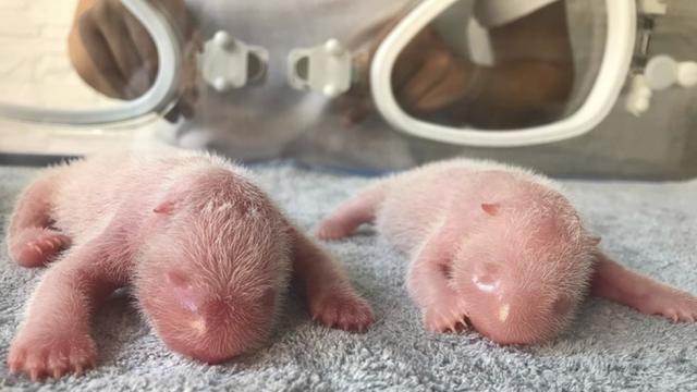 13 големи панди са родени в изследователска база в Китай през 2022 година (СНИМКИ)