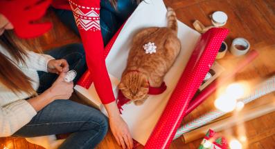 котка Коледа