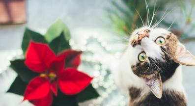 котка и коледни цветя