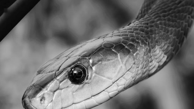 Терапия с влечуги стана популярна в Бразилия