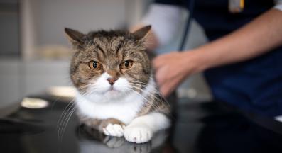 котка ветеринар