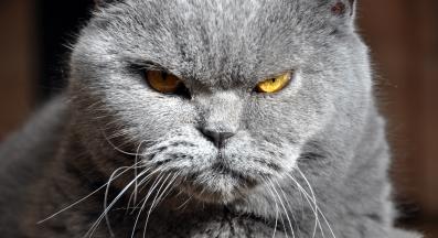 котка у дома