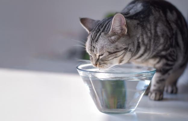 котка пие вода