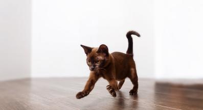 котка си играе