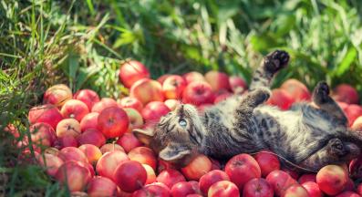 котка ябълки