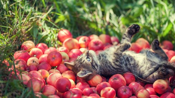 Могат ли котките да хапват ябълки