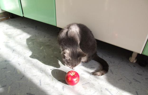 котка ябълки