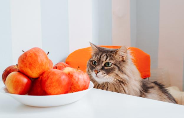 котка ябълки