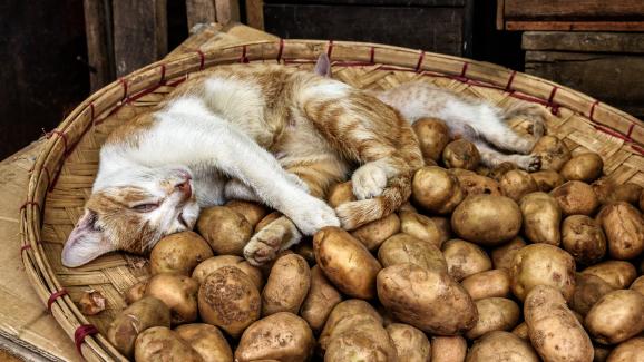 Котките могат ли да консумират картофи