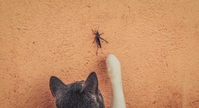 котка и насекомо