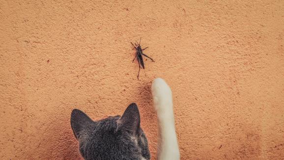 Защо котката ми не убива буболечки