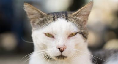 котка отблизо