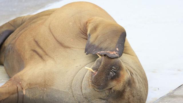 Новогодишните фойерверки в Скарбъро бяха отменени заради морж (ВИДЕО)