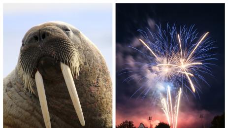 морж фойерверки