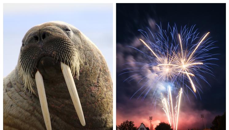 морж фойерверки - ПРЕЦЕДЕНТ: Морж отмени зарята за ЧНГ