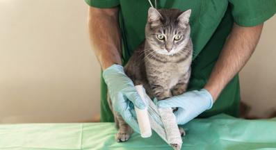 котка с наранен крак