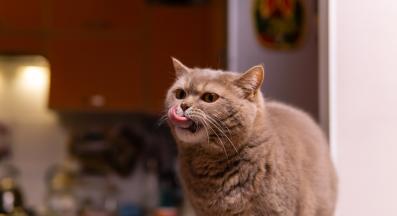 котка се храни