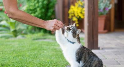 котка навън