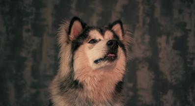 куче кихане