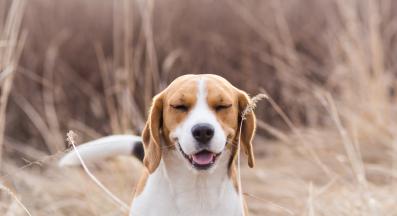 куче кихане