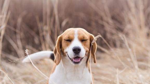 10 най-чести причини защо кучетата кихат