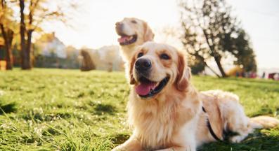 Голдън ретривър